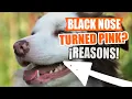Your DOG S BLACK NOSE Turned PINK Why