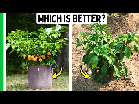 Ground vs. Pots - Which Grows Better Peppers?