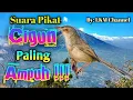 Download Lagu Suara Paling Ampuh Pikat Cigun // Ciblek Gunung