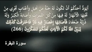 فاصابها اعصار فيه نار فاحترقت مكررة دندنها