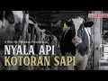 Download Lagu NYALA API KOTORAN SAPI: Produksi Biogas oleh Warga Cangkringan, Sleman, Yogyakarta.