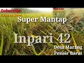 Lagu Padi Unggul Inpari 42 GSR