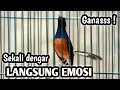 Download Lagu MURAI BATU GACOR FULL ISIAN TEMBAKAN KASAR KRETEKAN GANAS SANGAT AMPUH MEMANCING EMOSI