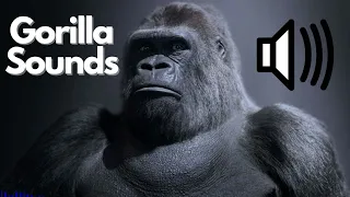 Free Gorilla Sound Effects Roar Grunt No Copyright 