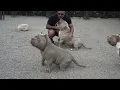 TOP 3 MALES AMERICAN BULLY POCKET EXTREME AND STANDARD 2025