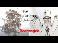 Assembling a Bat Skeleton
