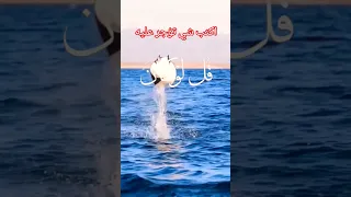 تلاوة لا توصف واداء عبقرى الشيخ عبدالباسط عبدالصمد قل لو كان البحر مدادا لكلمات ربي 