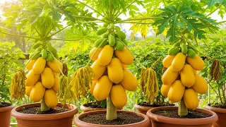Why Your Papaya Trees Won't Grow! _ The Fix Is Easier Than You Think #papaya