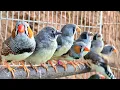 If your bird feels lonely please play this video : zebra finch singing sounds.