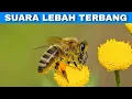 Download Lagu Efek Suara Lebah Terbang | Flying Bee Sound Effect