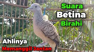 perkutut betina memanggil jantan suara birahi super gacor the female turtle dove calls the male