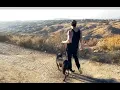 Day in the life of a German Rottweiler Breeder episode 3 Conditioning training