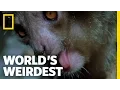 The Demon Primate World s Weirdest