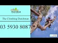 Tree Removal Mornington Peninsula - The Climbing Dutchman
