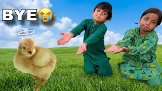 My Pet Is No More With Us 😭| Pumpi Ka Chuzo Margaya 🐥|