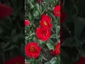 Download Lagu Kebun Tulpen 🌷 in Emmeloord Belanda #musimsemi #tulpen #subang #sunda