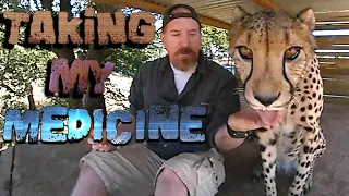 Night Outside In The Enclosure With Gabriel The Cheetah | Cat Discovers Scent Of Cheetah And Trouble