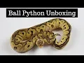 NEW Ball Python Unboxing From Mike Wilbanks - Benjamin s Exotics