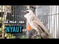Download Lagu trucukan gacor TARUNG ROPEL PANJANG pancingan trucukan agar bunyi jadikan burung trucuk gacor NYAUT