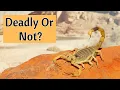 Download Lagu How To Know If A Scorpion Is Dangerous Or Not...