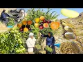 Download Lagu The secret of harvesting ancient barberry in nomadic life | Millions of people don't know!