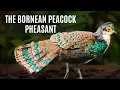 Lagu Borneo Birding Guide | In Search Of The Bornean Peacock Pheasant | A Rare And Stunning Bird