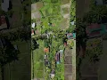 Download Lagu rice fields in ubud, bali 🌾 Kajeng Rice Field 🌾 #ubud #ricefield #rice #bali #kajeng