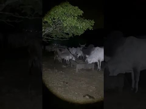 GADO GUZERÁ NA SECA!