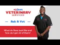 Fast Flea Control for Cats At-Home On-Pet Solutions PetSmart Veterinary Services