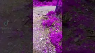 Https Vt Tiktok Com ZS8sKofCr My Tik Tok 