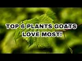WATCH OUT GOATS eat these TOP 6 Plants from your NEIGHBOR