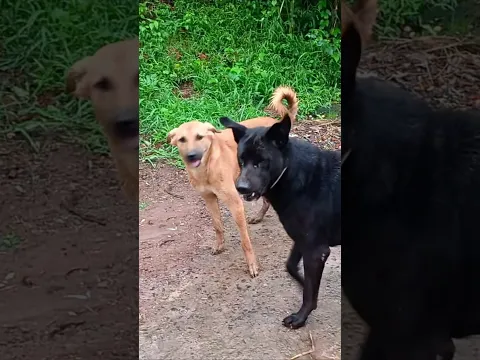 गाँव के Desi Dogs की जबरदस्त Fight 🐕🔥 | Village Street Dogs Fighting & Loud Barking
