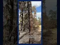 Residents return home as crews continue battling Picayune Strand brush fire