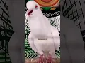 Download Lagu SUARA BURUNG PUTER PELUNG PUTIH ALBINO MATA MERAH GACOR MEMANGGIL LAWAN ‼️