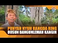 Download Lagu PUNYAN NYUH RANGDA RING DUSUN BANGUNLEMAH KANGIN