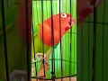 Download Lagu Pancingan lovebird Biola Mentil