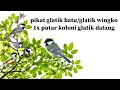 Download Lagu SUARA PIKAT GELATIK BATU SUSAH TURUN | pikat glatik batu ampuh