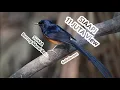 Download Lagu Suara Murai Mp3 - Download Suara Burung Murai Batu Asli Hutan Borneo Durasi Panjang Untuk Pikat!