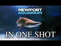Zoo Tours The Entire Newport Aquarium in One Shot GoPro Walkthrough
