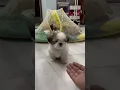 Lagu High-Five Hype #shihtzupuppies #shihtzu #shihtzupuppy #shihtzuplaying #shakehand