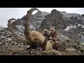 Download Lagu BEZOAR IBEX HUNTING Frontier Outdoors \u0026 Metin AYDIN