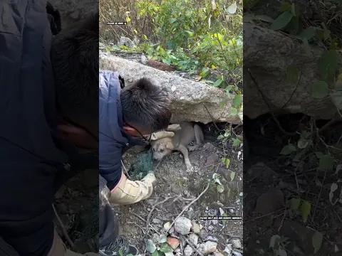 प्यार ने पत्थर से छुड़ाई जान 🙏 #animal #animalrescue #animallover #rescue #dog
