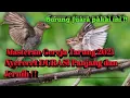 Download Lagu Masteran Suara burung Gereja tarung durasi panjang dan jernih !! Masteran 2021