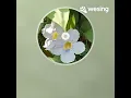 Download Lagu Hello/cover by: seldagc channel #wesing #libangan #ofw