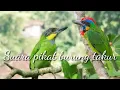 Suara pikat burung takur terampuh