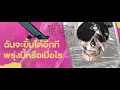 จริงๆมันก็ดี (Drunk) | GENA DESOUZA  Lyric Video (Cover by Tear in the brain)