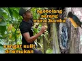 Lagu mencari sarang burung sulingan_sangat sulit ditemukan