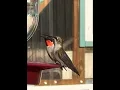 Hummingbird Migration 2024