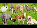 Download Lagu Suara Hewan Ternak: Domba, Sapi, Anjing, Ayam, Babi, Bebek, Kucing, Kerbau, Kuda - Momen Hewan