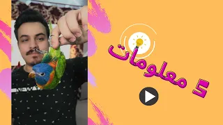 ببغاء اللوري 5 معلومات لازم تعرفها قبل تشتريه Shorts 
